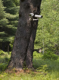 tree camera